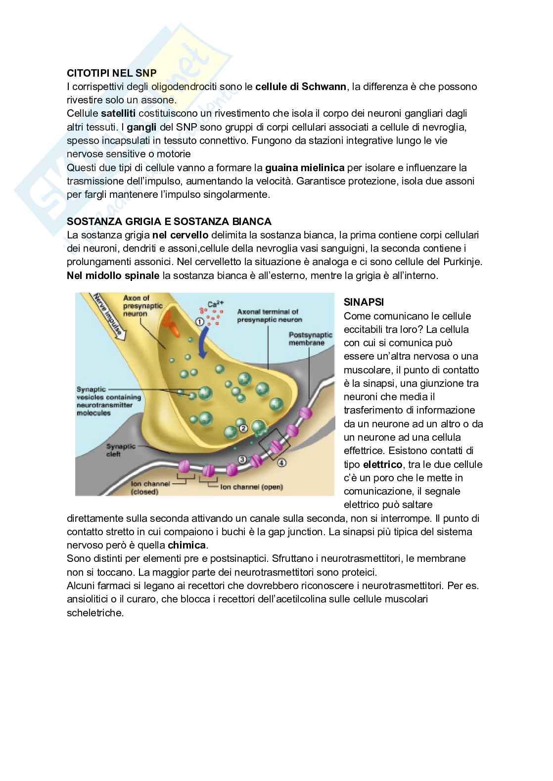 Istologia (Scienze morfologiche)   Pag. 21
