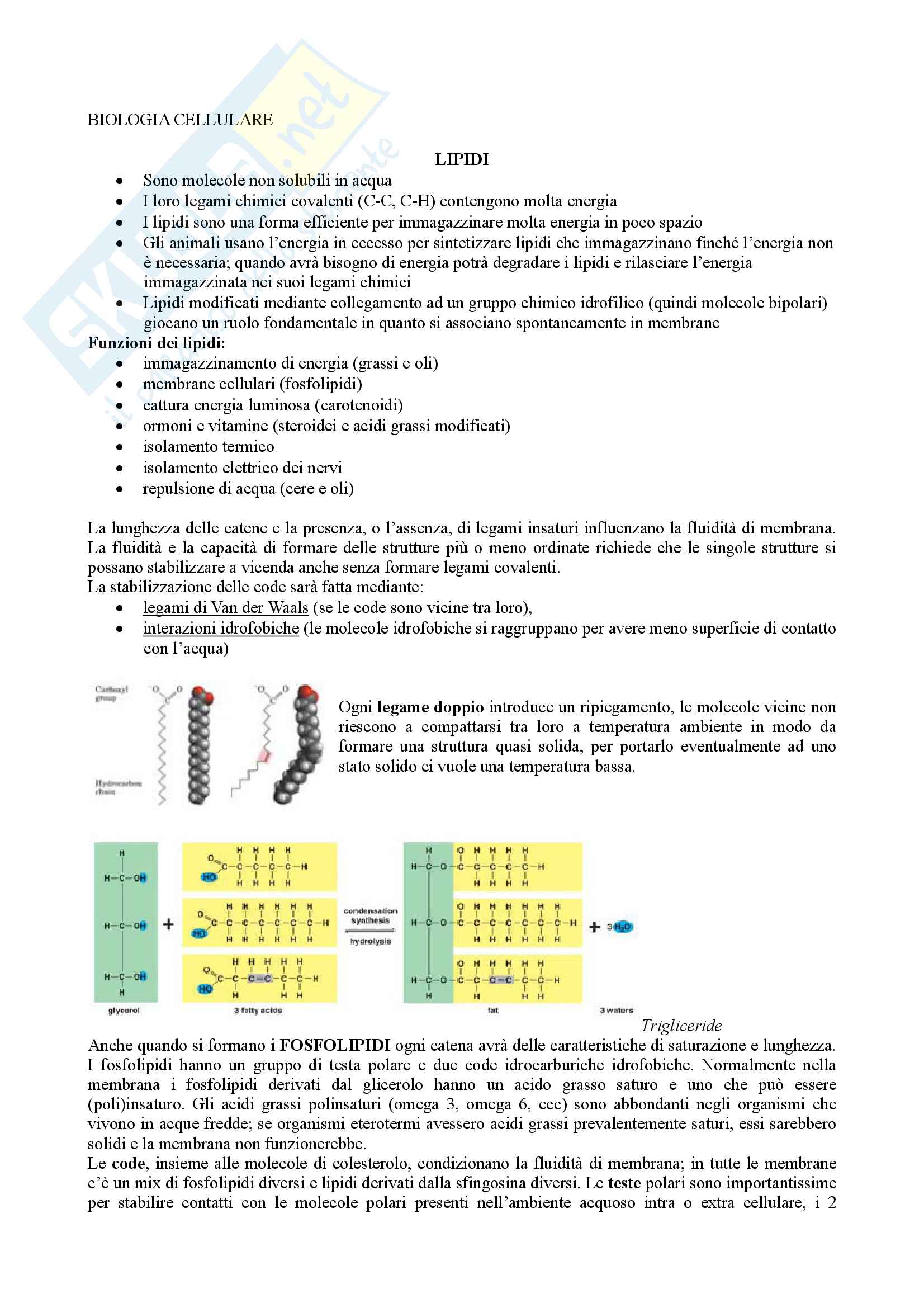 Biologia cellulare Pag. 1