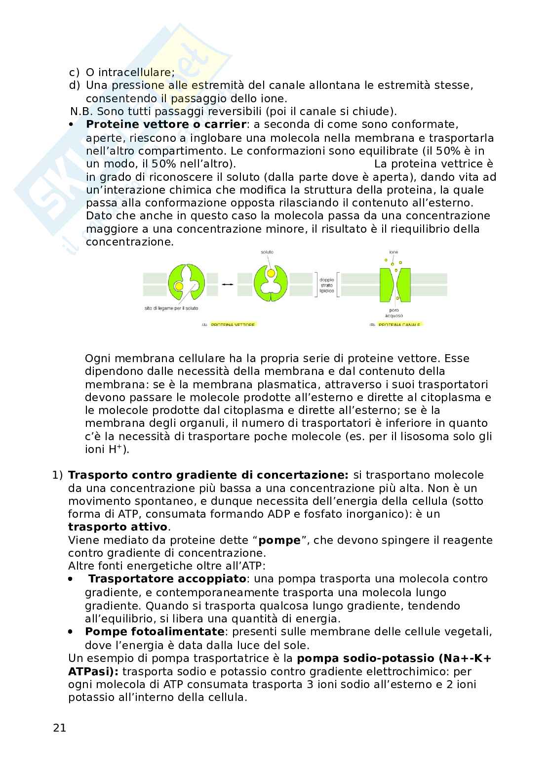 Appunti di biologia - Bicocca, STP 1 Anno, prof Combi Pag. 21