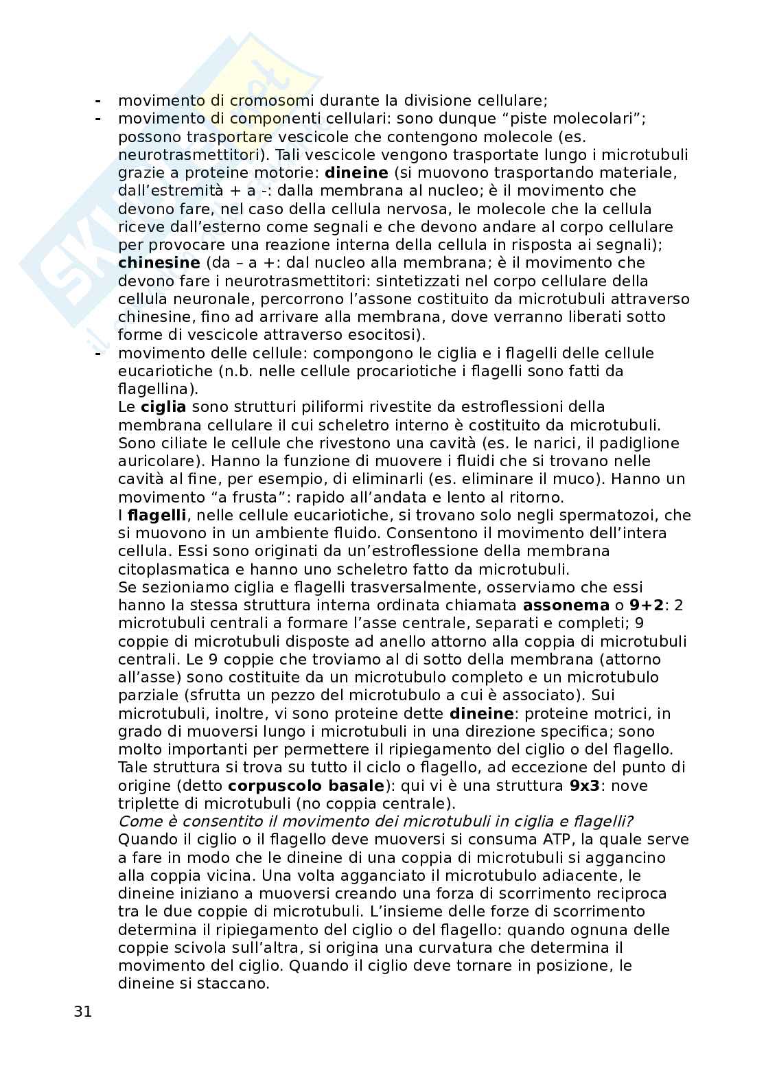 Appunti di biologia - Bicocca, STP 1 Anno, prof Combi Pag. 31