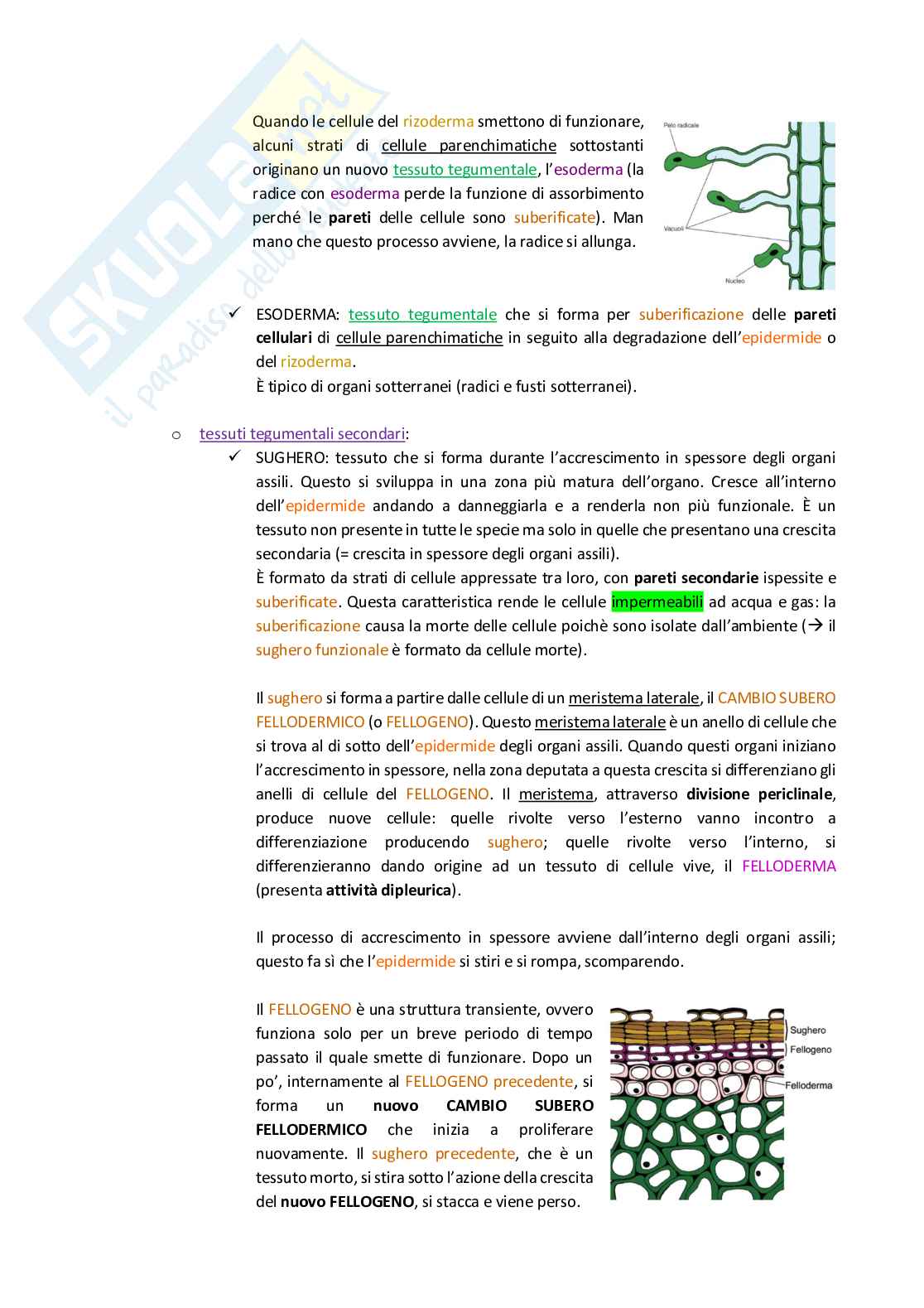 Biologia vegetale e botanica - Appunti completi per l'esame  Pag. 56