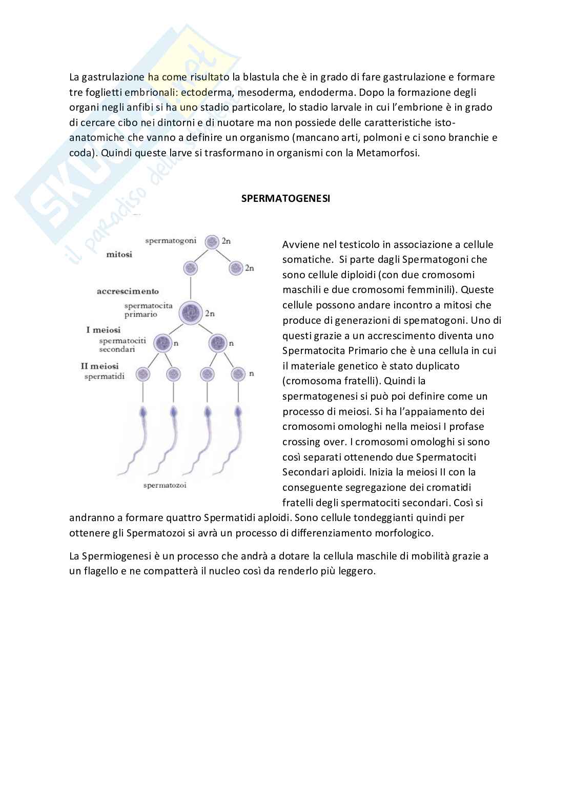 Anatomia - Appunti Pag. 2