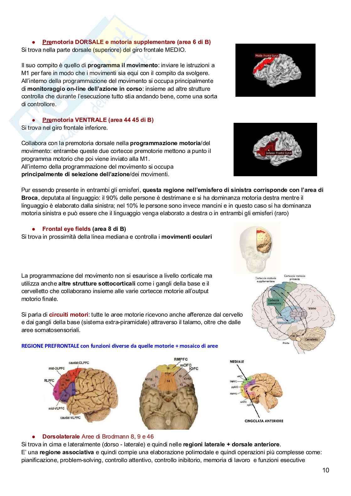 Psicobiologia  Pag. 26