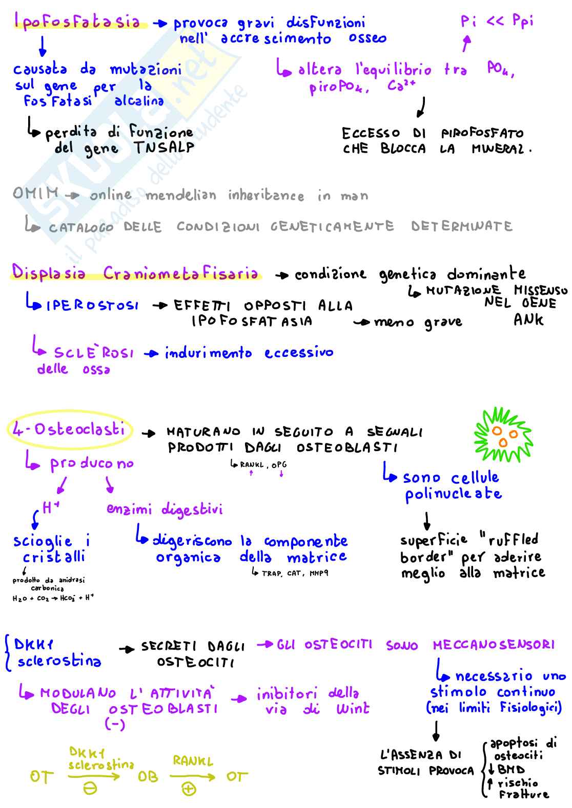 Appunti di biologia, schemi digitali a colori con immagini Pag. 81