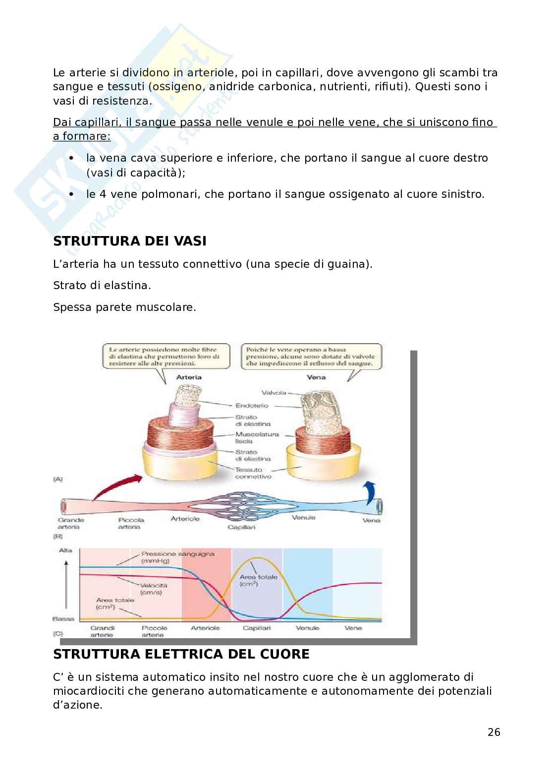 Fisiologia Pag. 26
