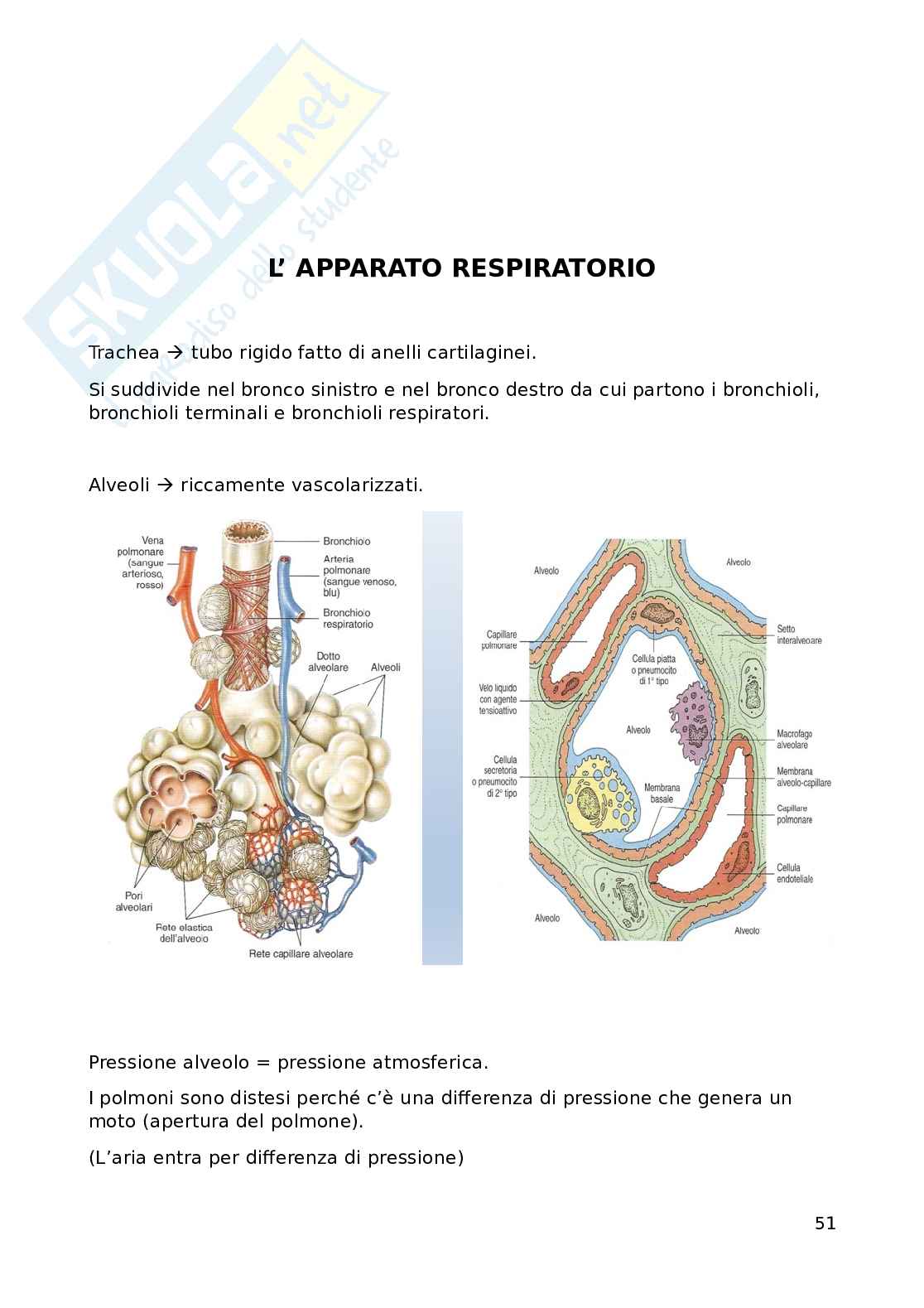Fisiologia Pag. 51