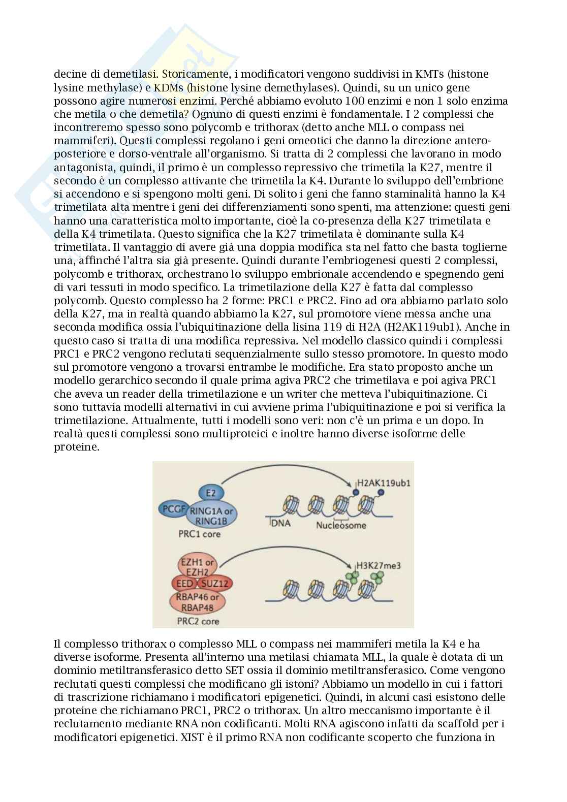 Appunti esame regolazione dell'espressione genica negli eucarioti (REGE) Pag. 11