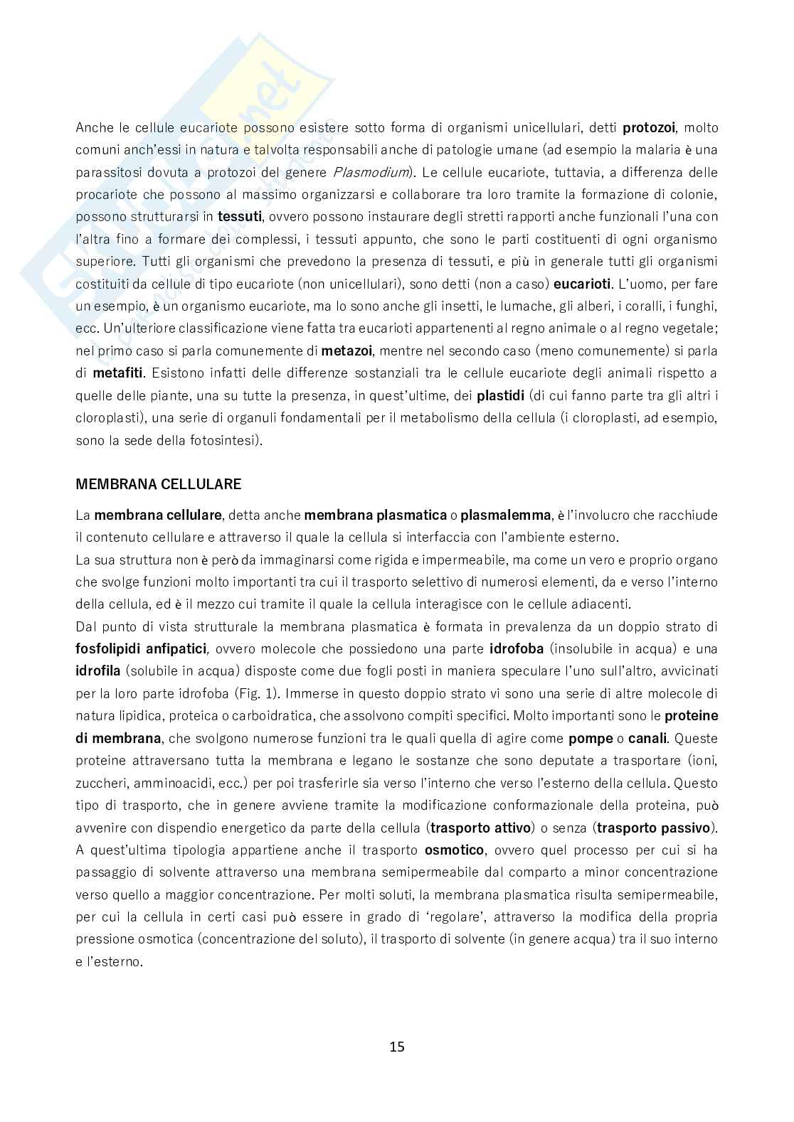Biologia - Tutto quello da sapere per il test Pag. 16