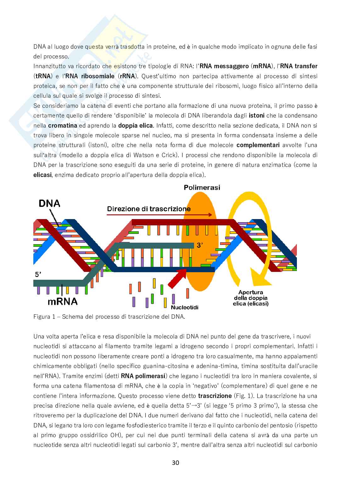 Biologia - Tutto quello da sapere per il test Pag. 31