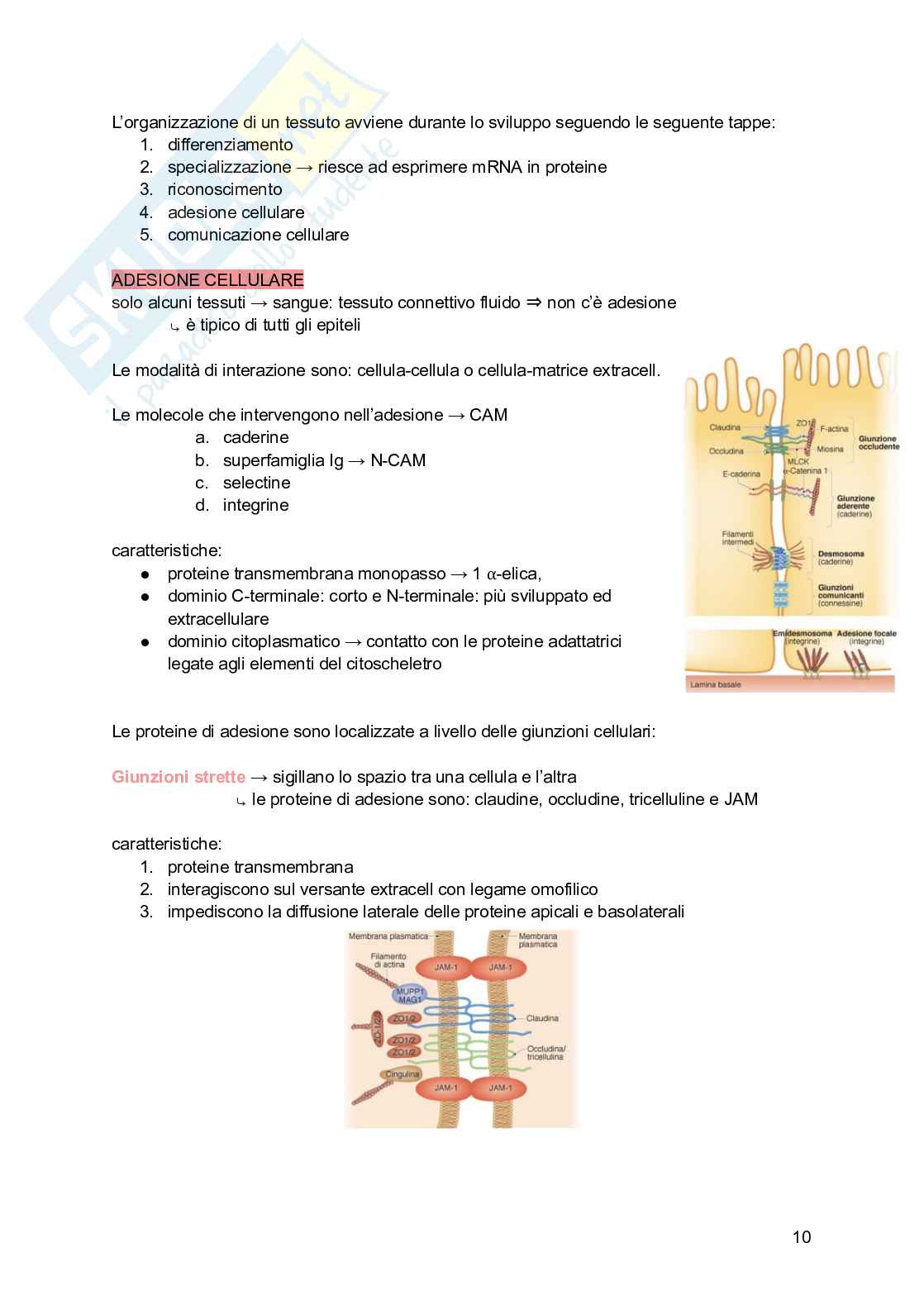 Appunti di Istologia Pag. 11
