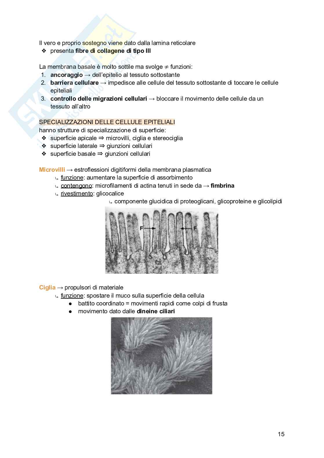 Appunti di Istologia Pag. 16