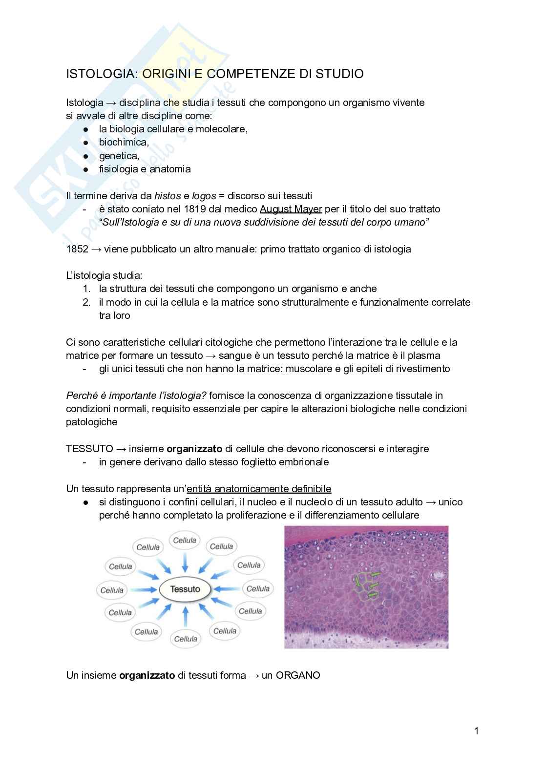 Appunti di Istologia Pag. 2