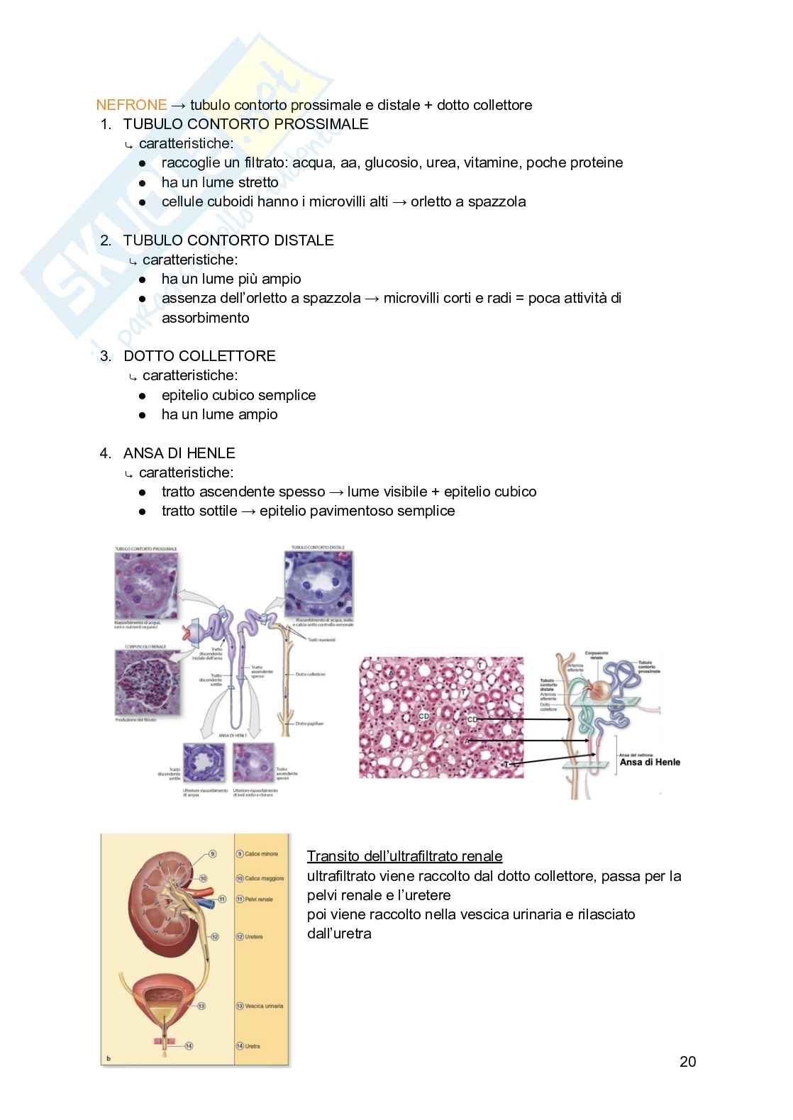 Appunti di Istologia Pag. 21