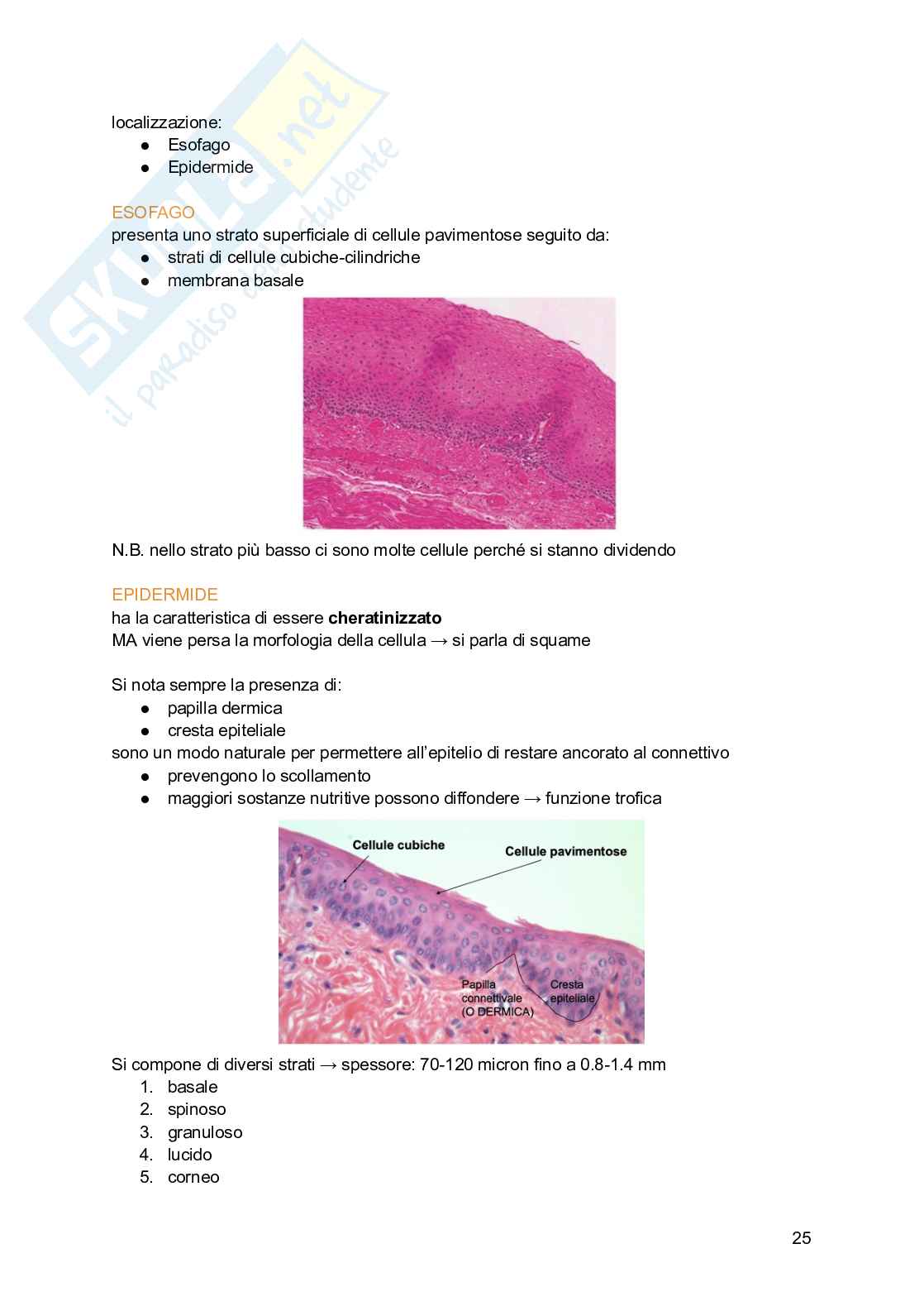 Appunti di Istologia Pag. 26