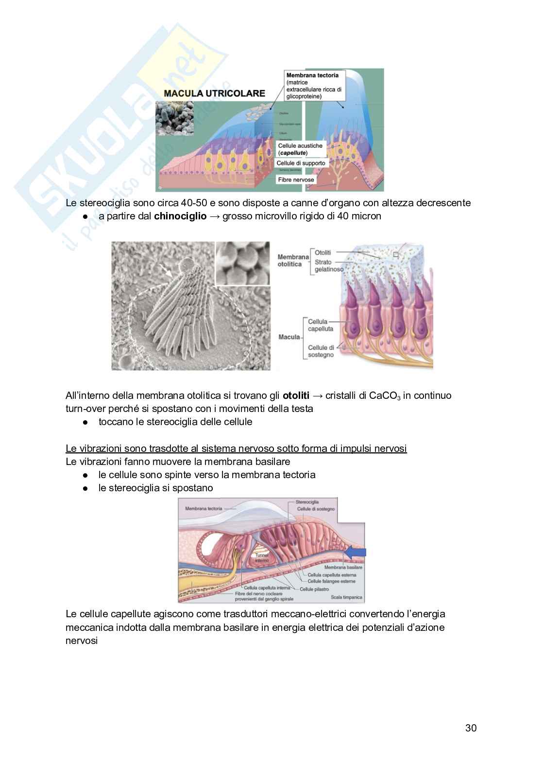 Appunti di Istologia Pag. 31