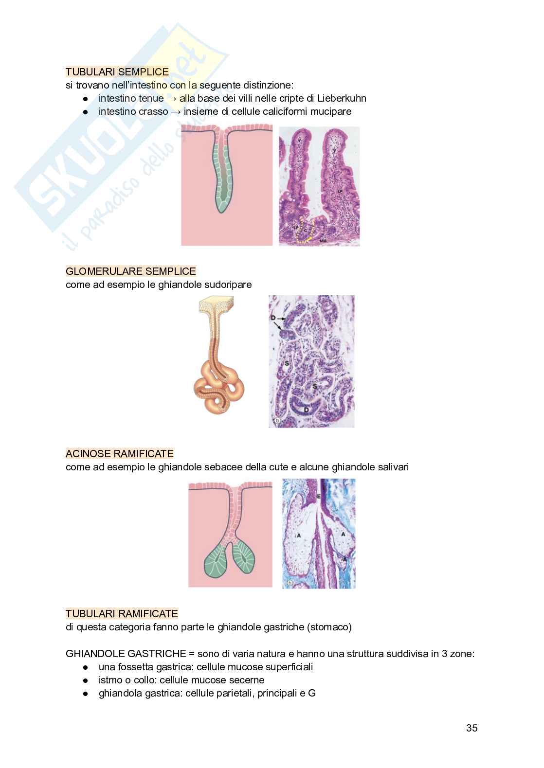 Appunti di Istologia Pag. 36
