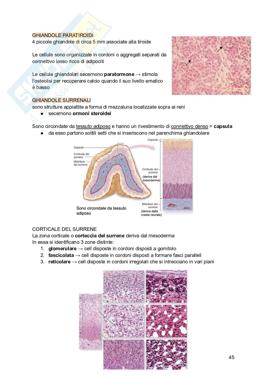 Appunti di Istologia Pag. 46