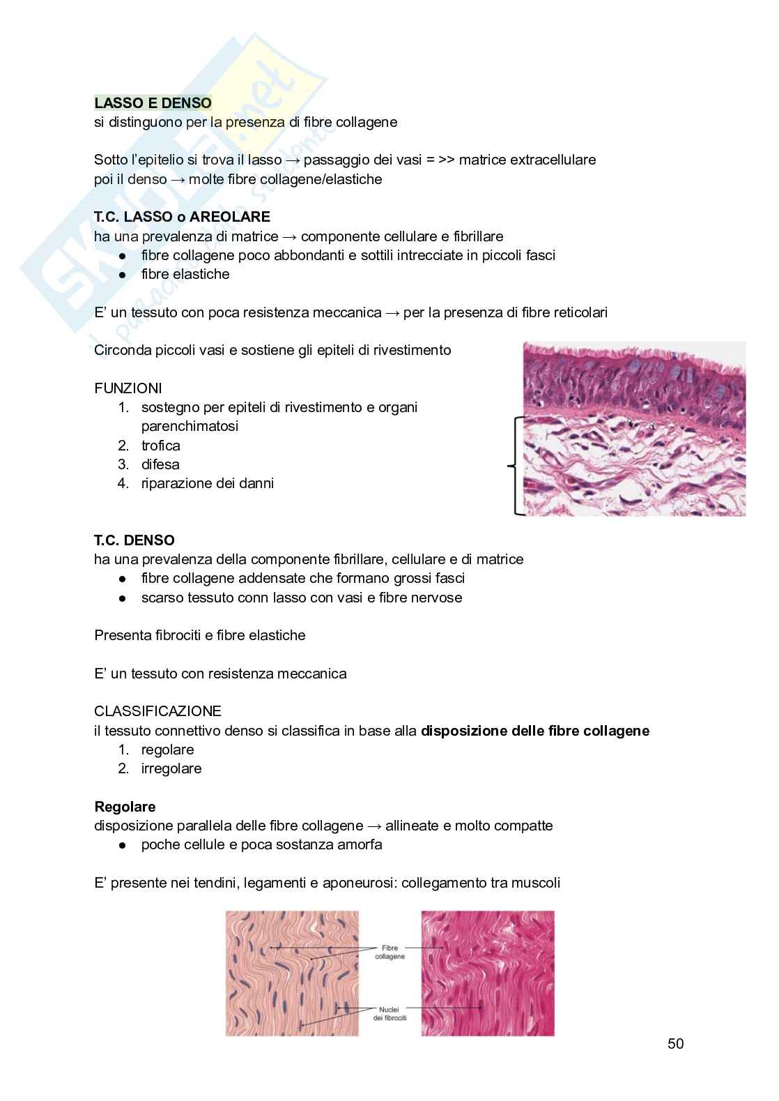 Appunti di Istologia Pag. 51
