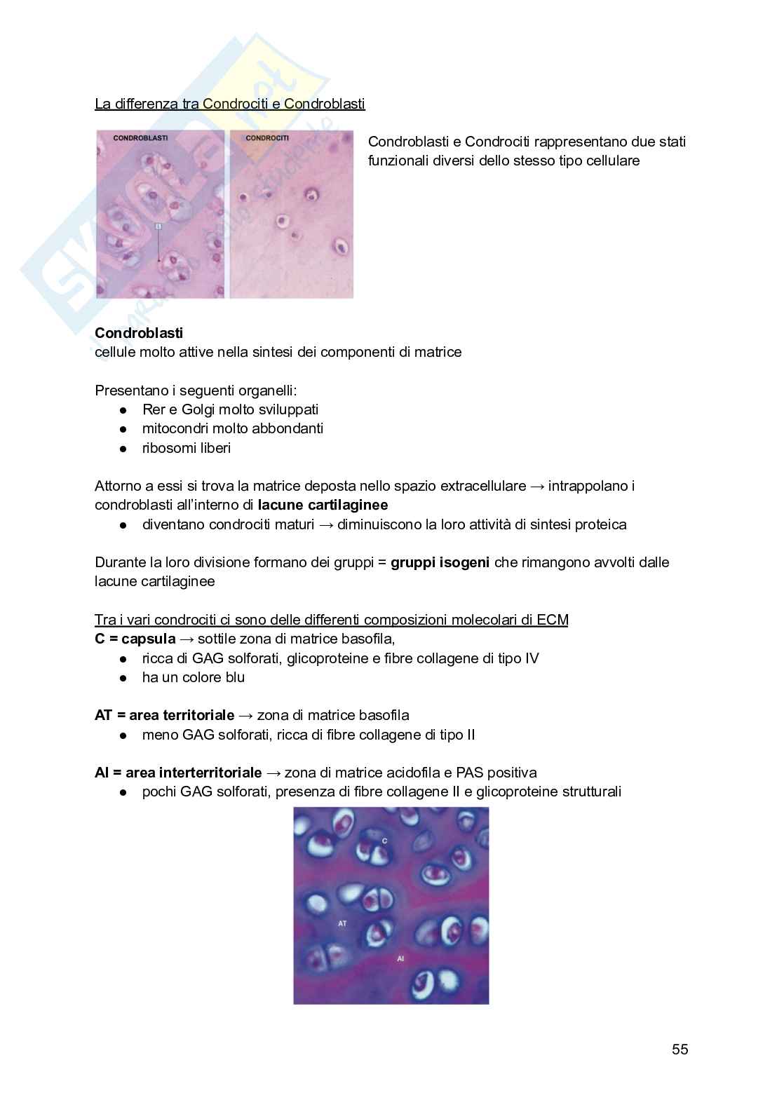 Appunti di Istologia Pag. 56
