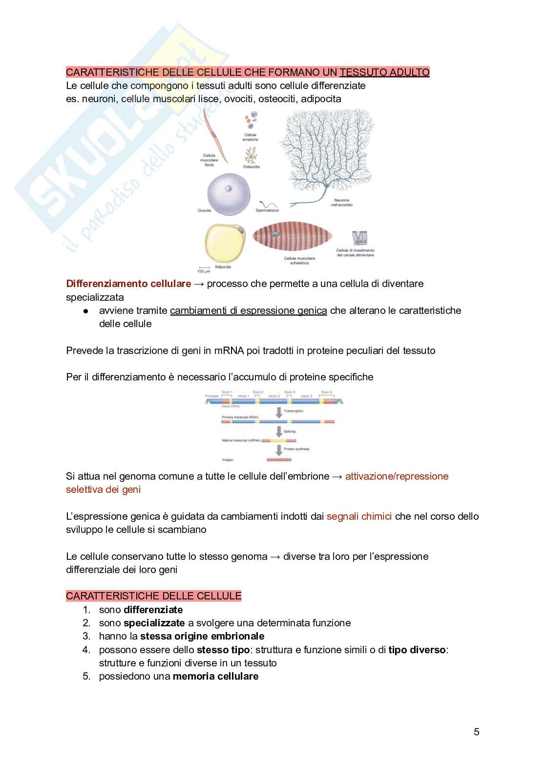 Appunti di Istologia Pag. 6