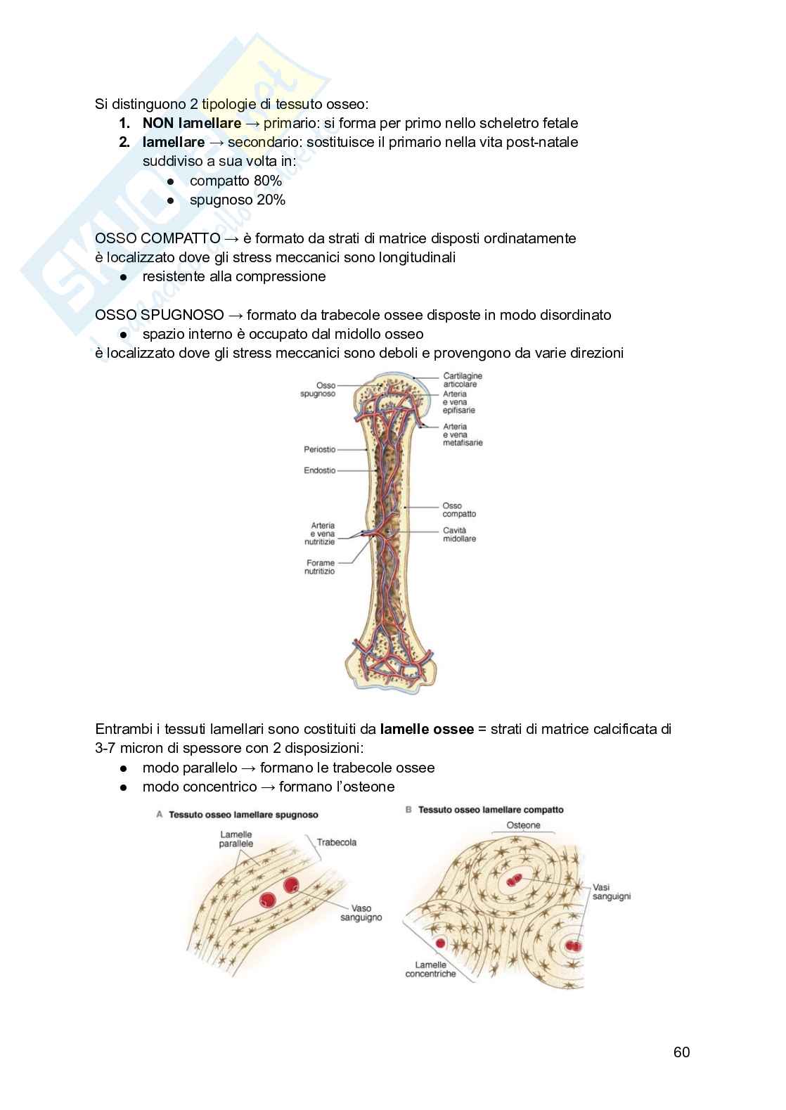 Appunti di Istologia Pag. 61