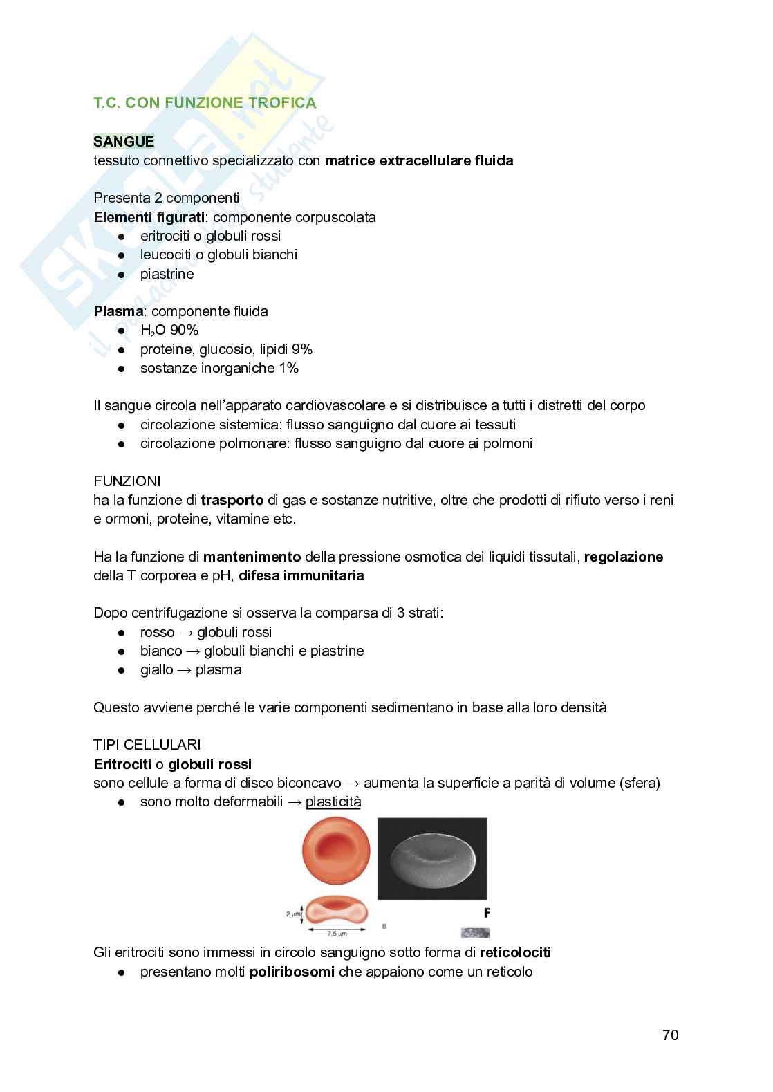 Appunti di Istologia Pag. 71