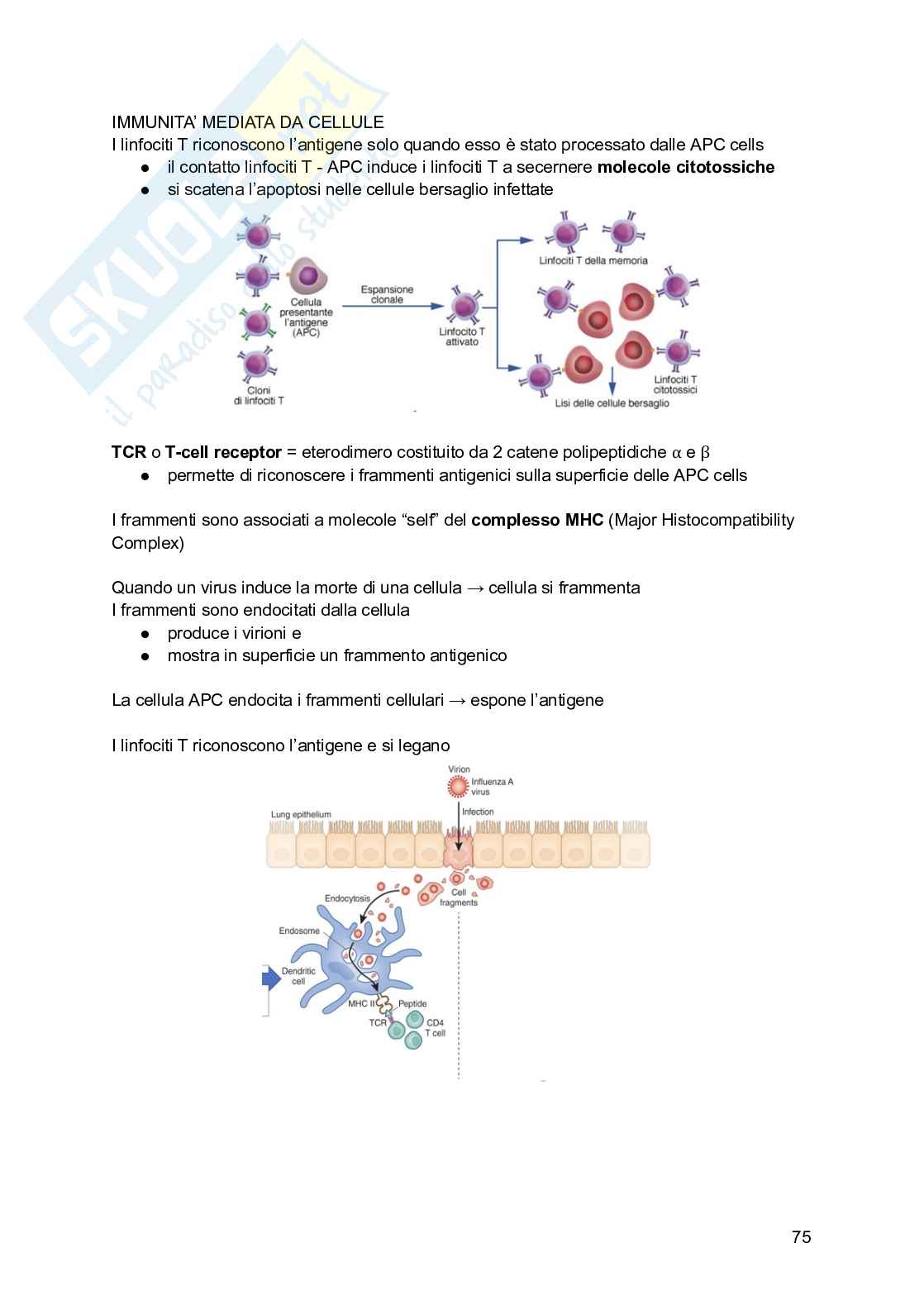 Appunti di Istologia Pag. 76