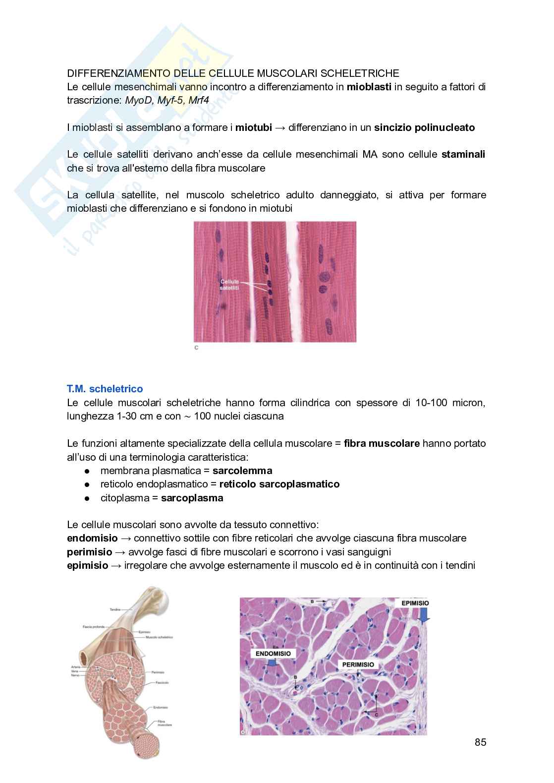 Appunti di Istologia Pag. 86