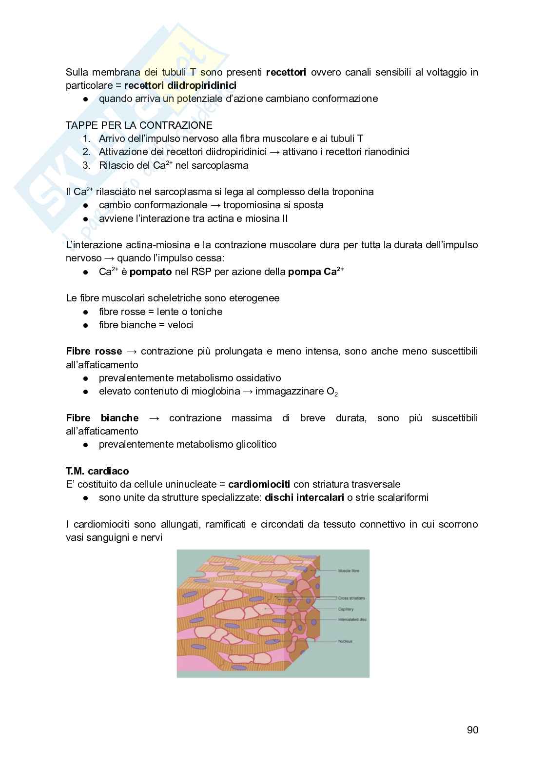 Appunti di Istologia Pag. 91