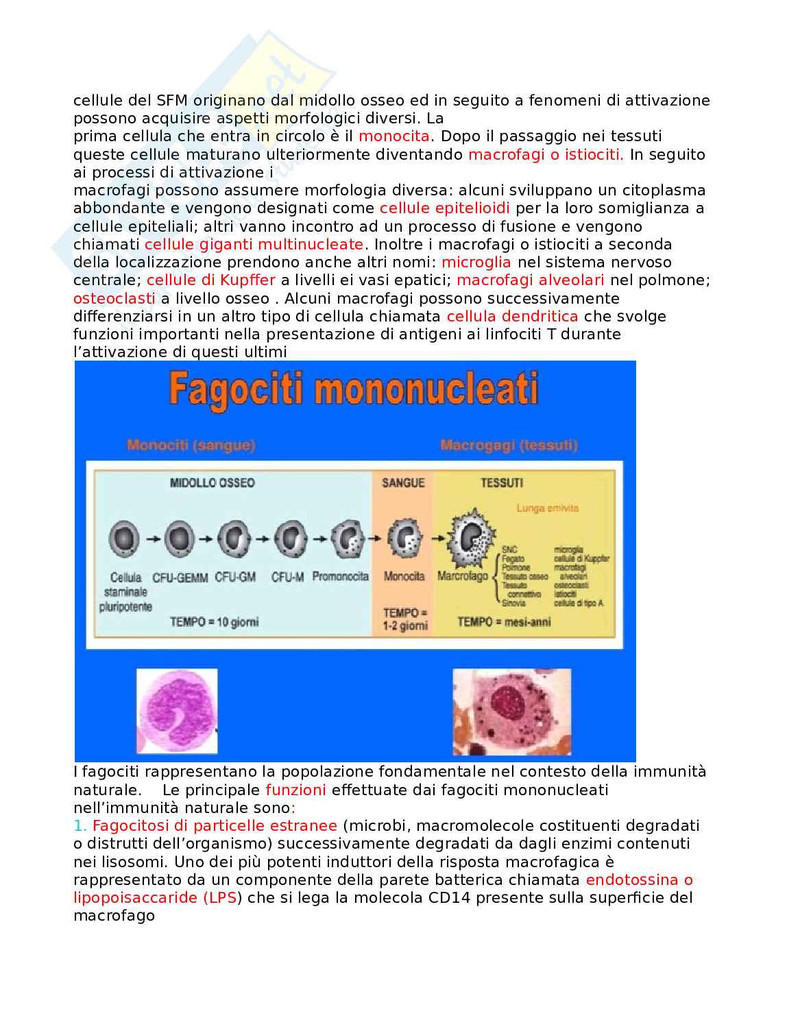 Allergologia Pag. 16