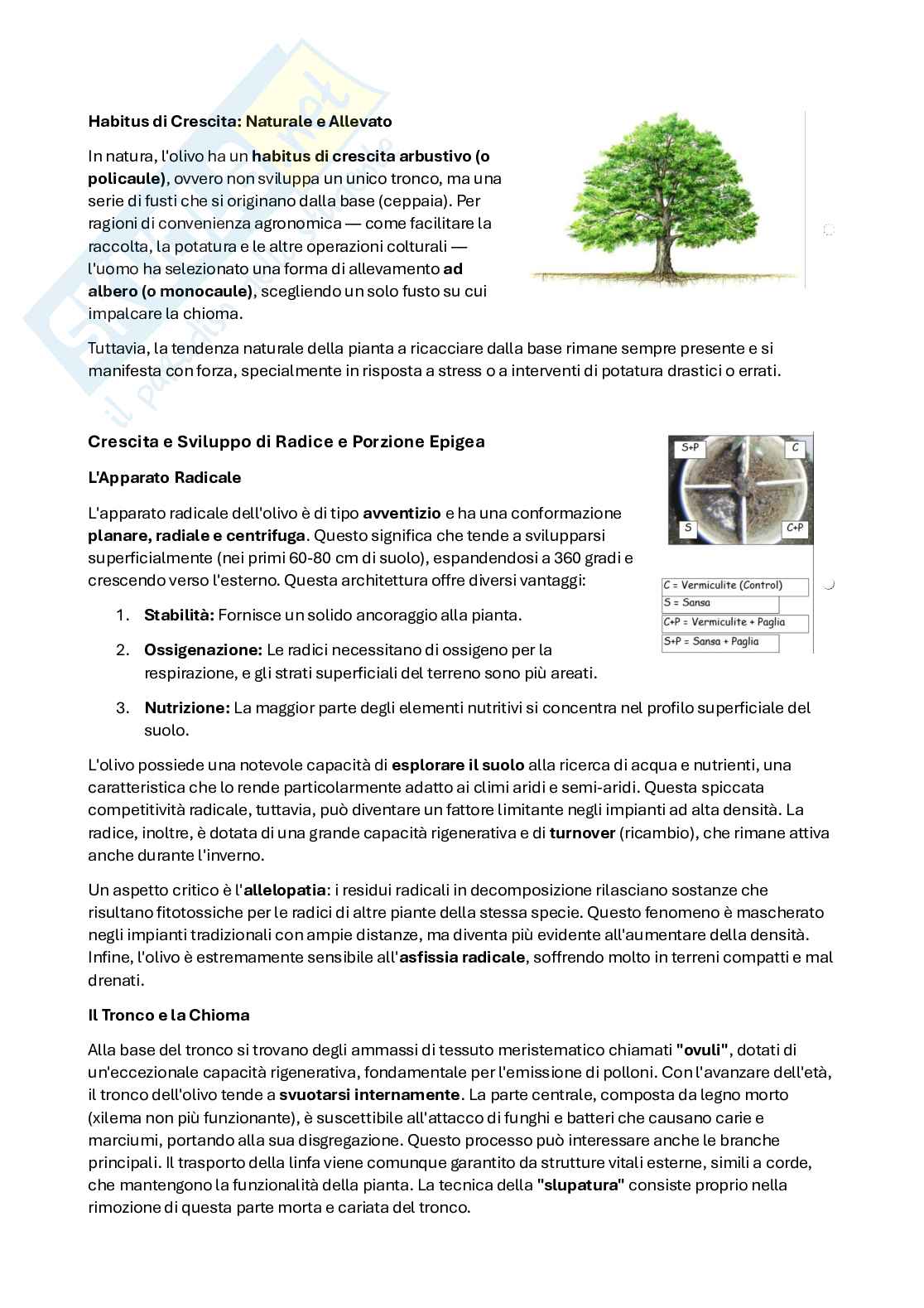 Appunti 3' Olivicoltura  Pag. 2