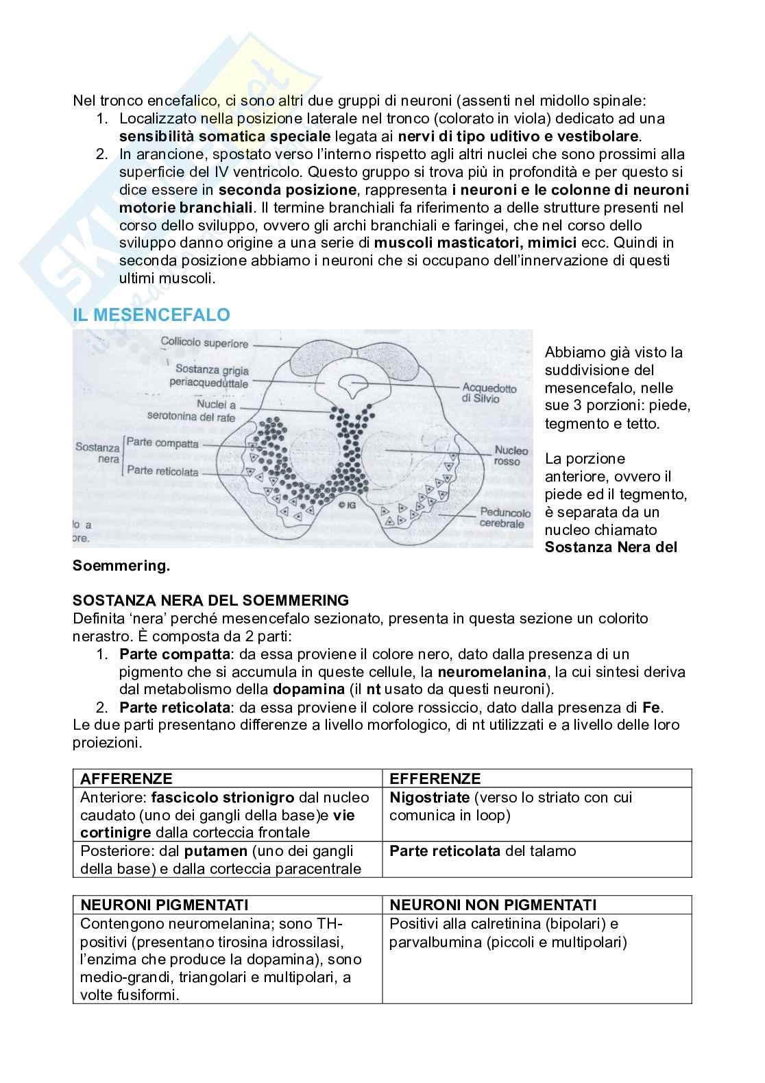 Tronco encefalico, nuclei propri e nuclei nervi cranici Pag. 11