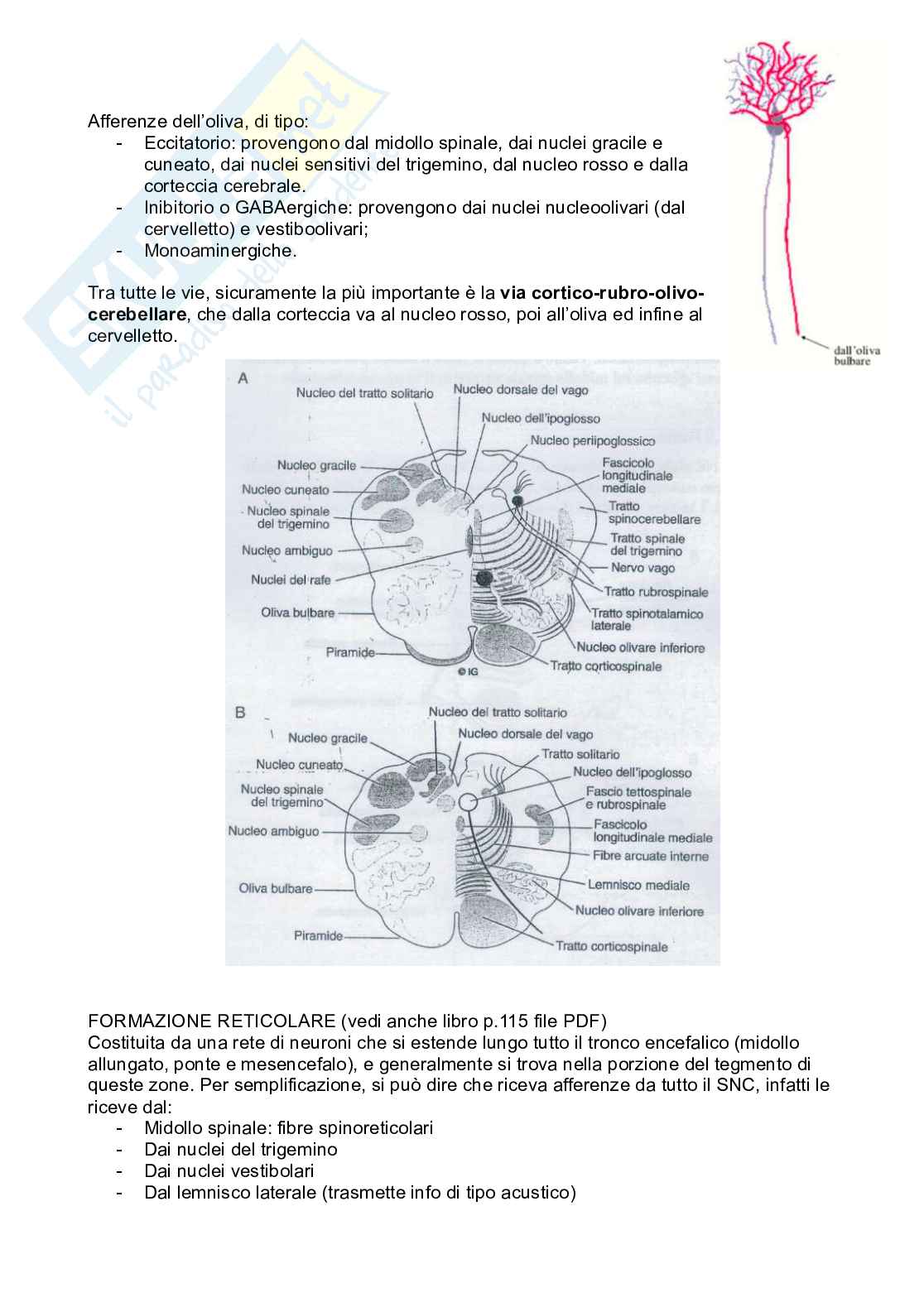 Tronco encefalico, nuclei propri e nuclei nervi cranici Pag. 16