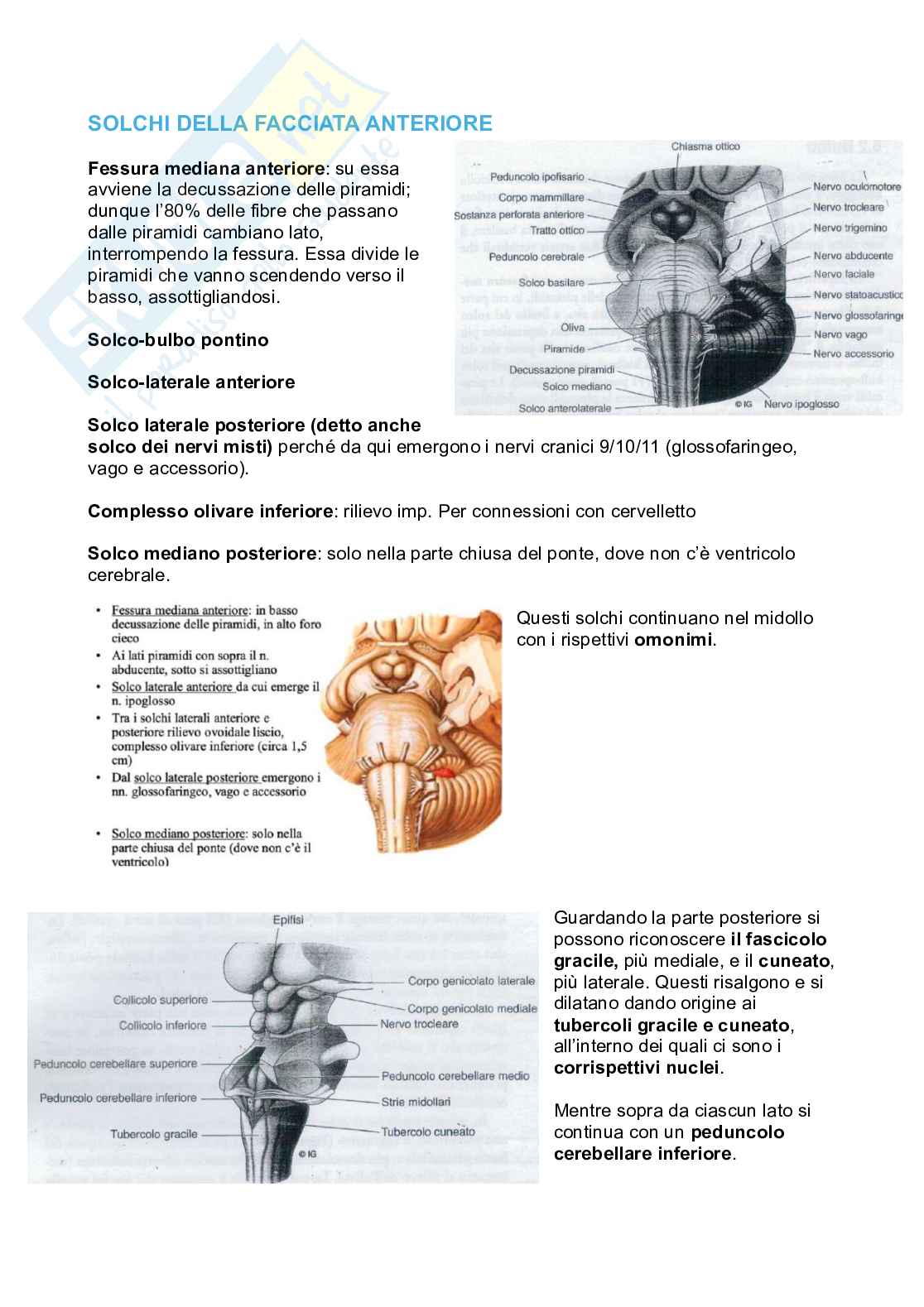 Tronco encefalico, nuclei propri e nuclei nervi cranici Pag. 2