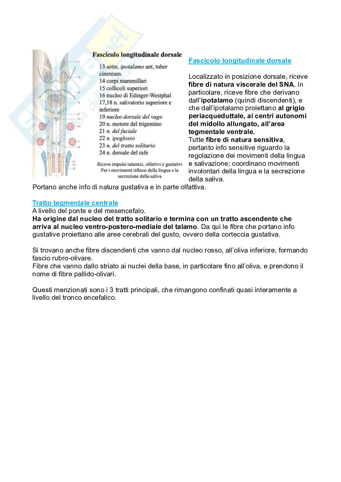 Tronco encefalico, nuclei propri e nuclei nervi cranici Pag. 21