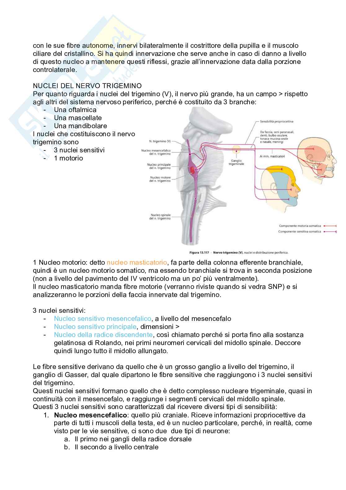 Tronco encefalico, nuclei propri e nuclei nervi cranici Pag. 31