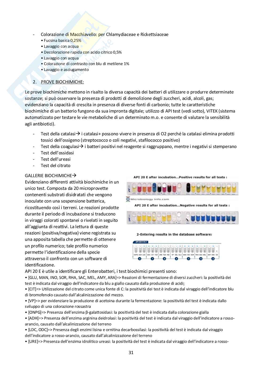 Batteriologia e virologia veterinaria - Appunti Pag. 31