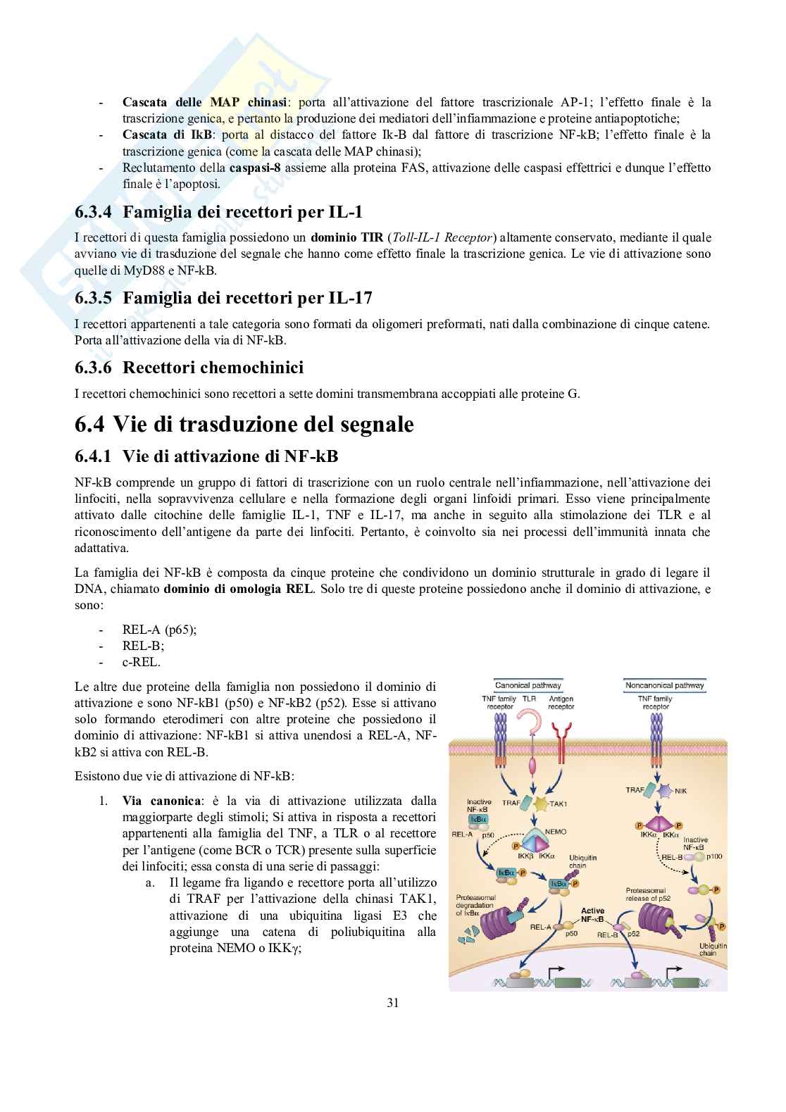 Appunti di Immunologia Pag. 31