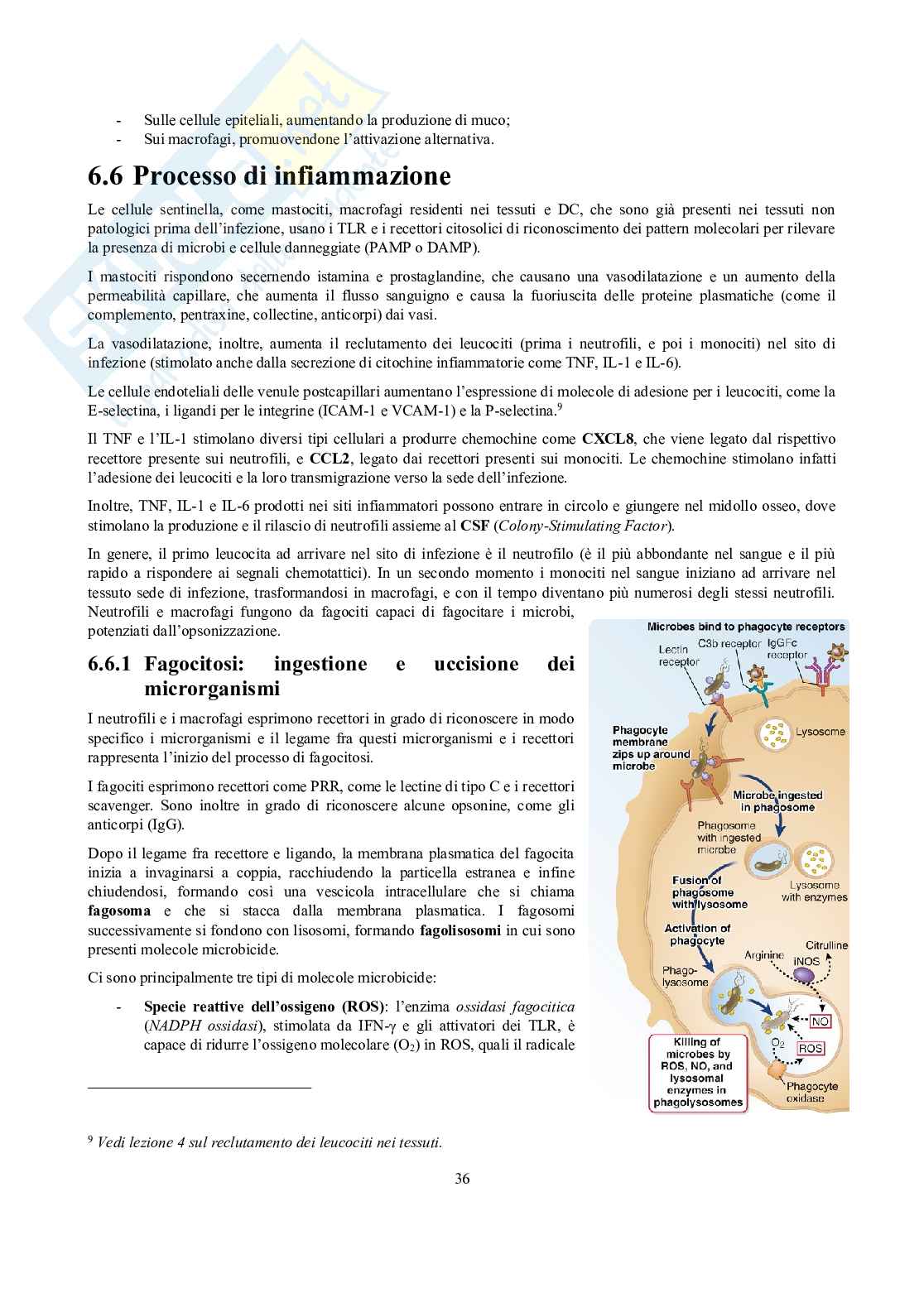 Appunti di Immunologia Pag. 36