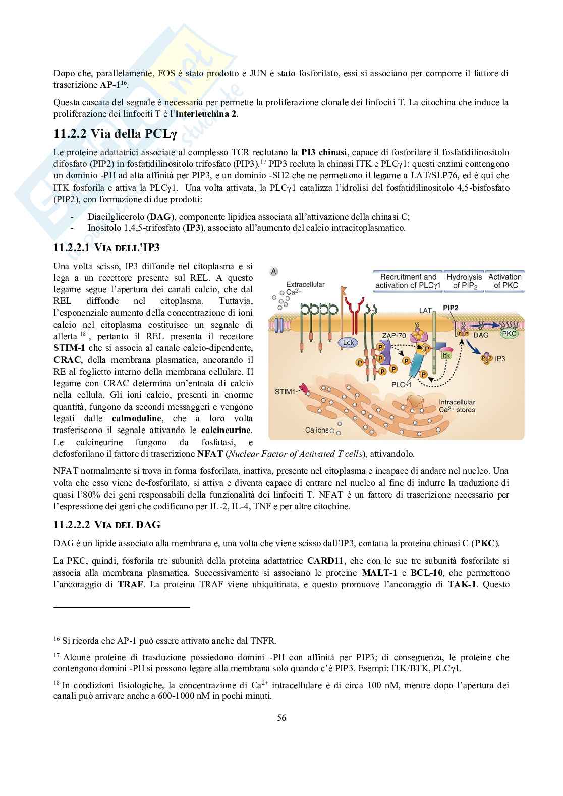 Appunti di Immunologia Pag. 56