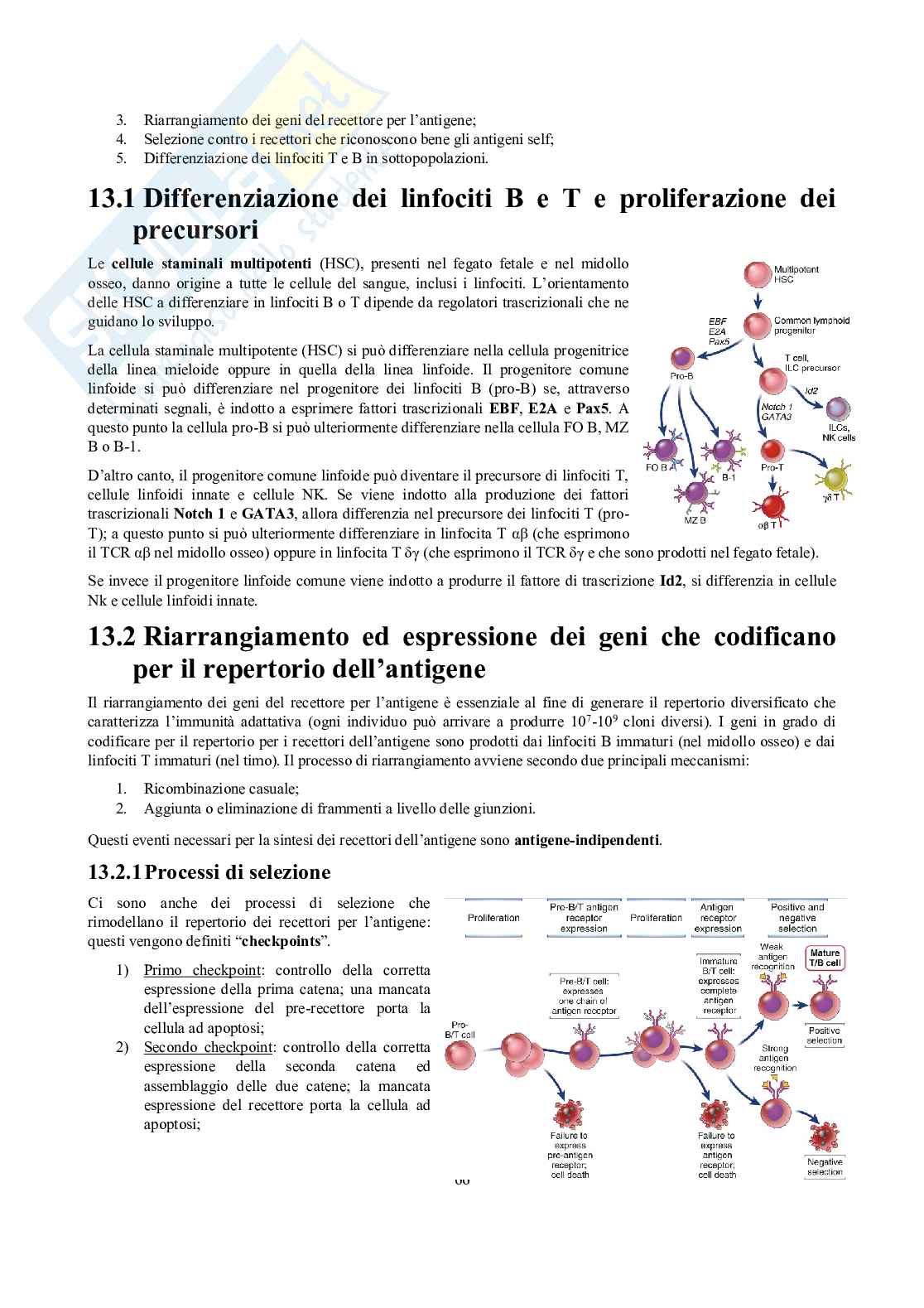 Appunti di Immunologia Pag. 66