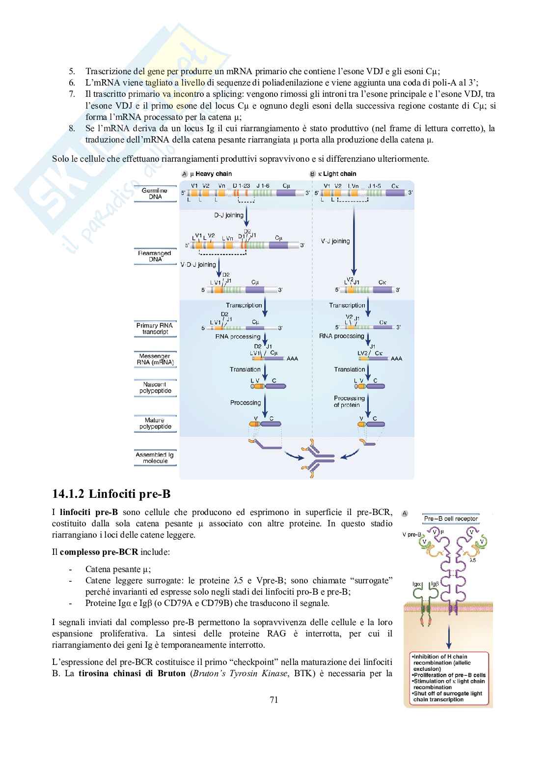 Appunti di Immunologia Pag. 71