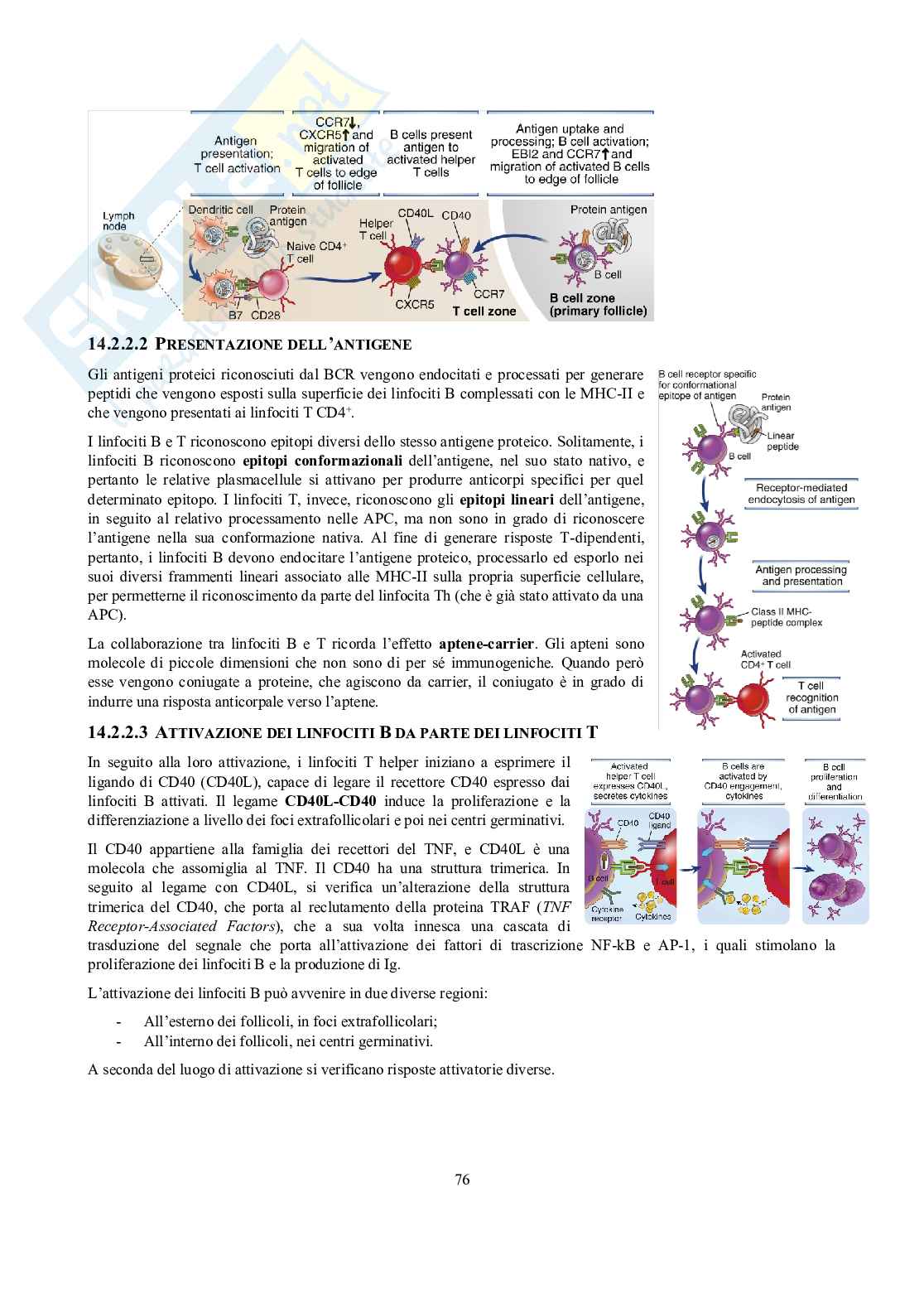 Appunti di Immunologia Pag. 76
