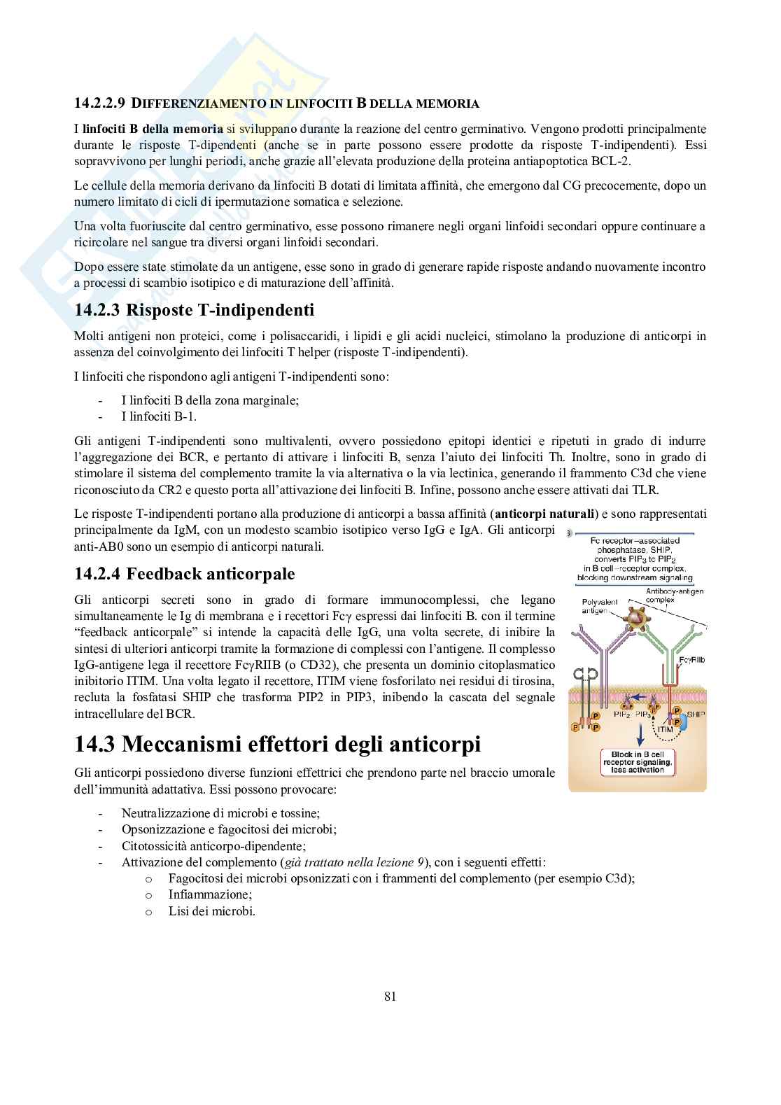 Appunti di Immunologia Pag. 81