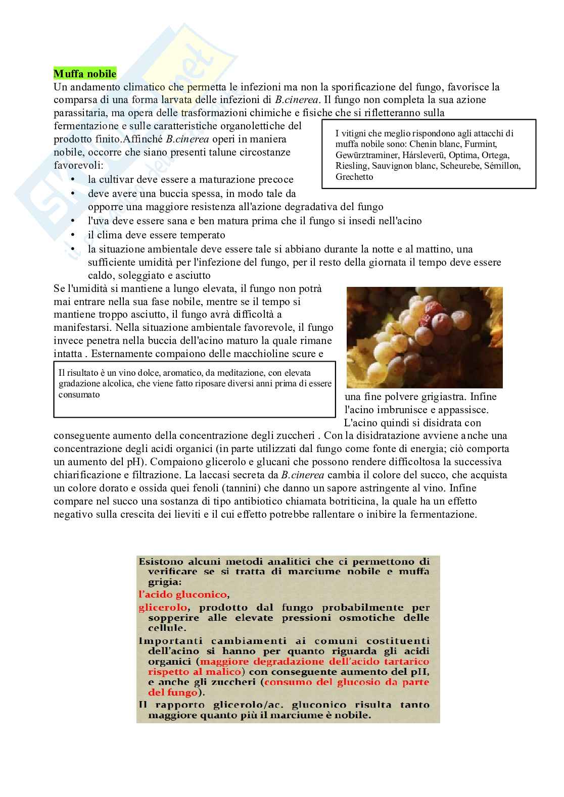 Microbiologia enologica Pag. 36