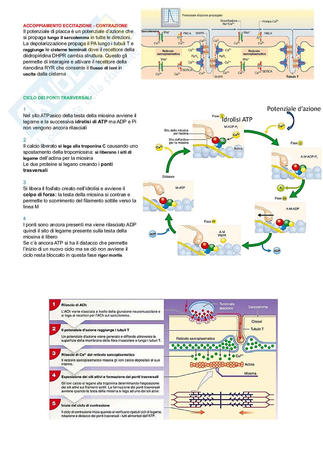 Fisiologia di organi e apparati  Pag. 11