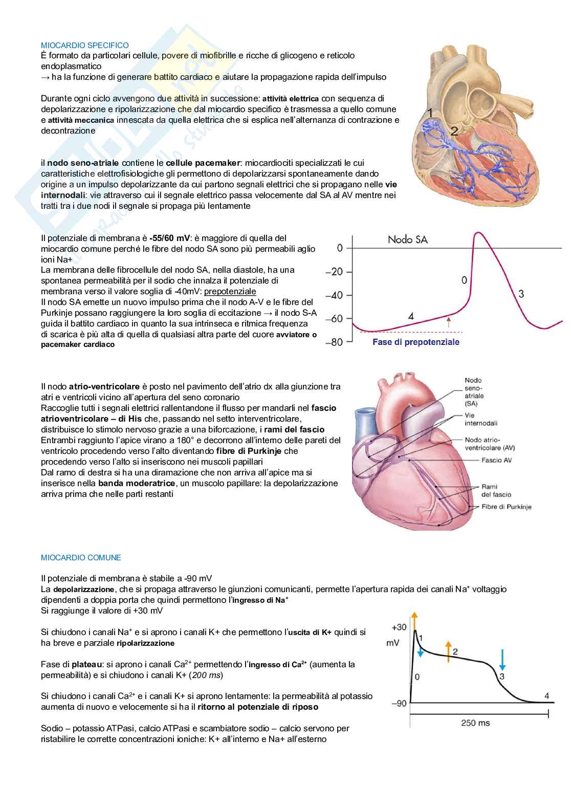 Fisiologia di organi e apparati  Pag. 16