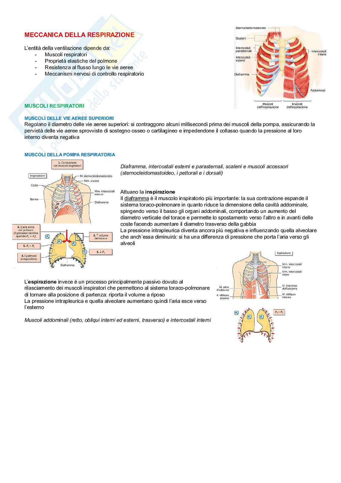 Fisiologia di organi e apparati  Pag. 21