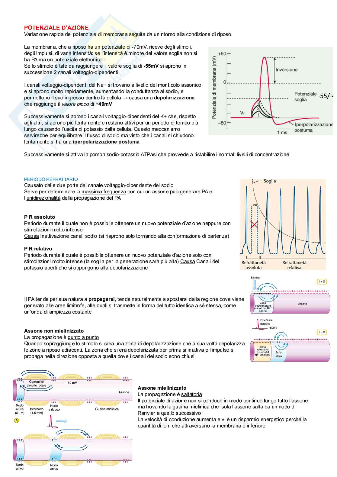 Fisiologia di organi e apparati  Pag. 6