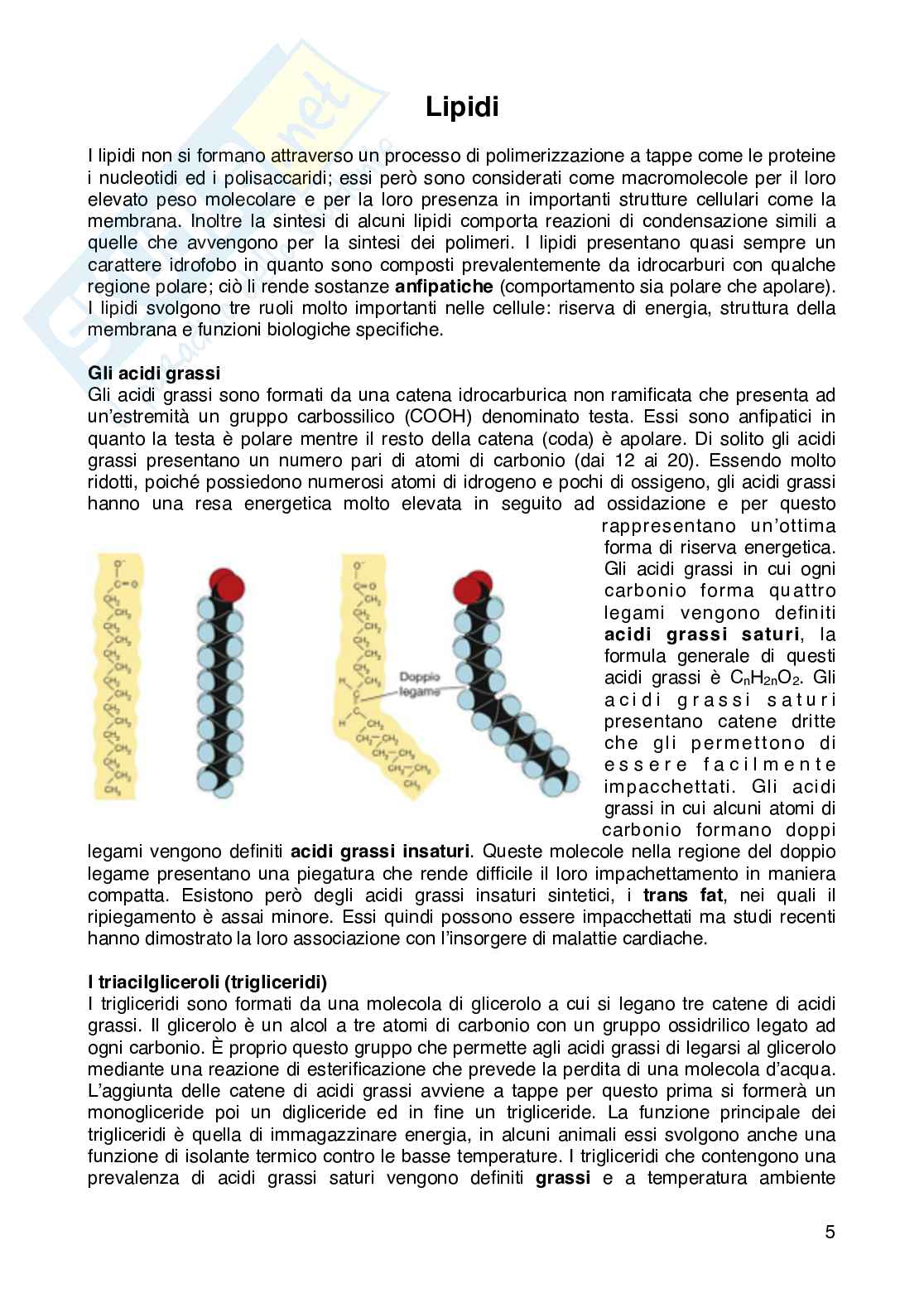 Riassunto esame Istologia, Prof. Campanelli Anna Rita, libro consigliato Citologia e istologia , Dalle donne  Pag. 6